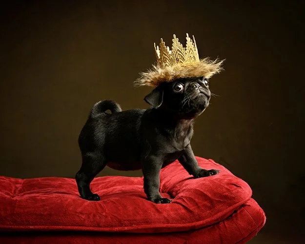 Sarah Prall Portraiture, Fine Art Portraits of Pets, Children, and